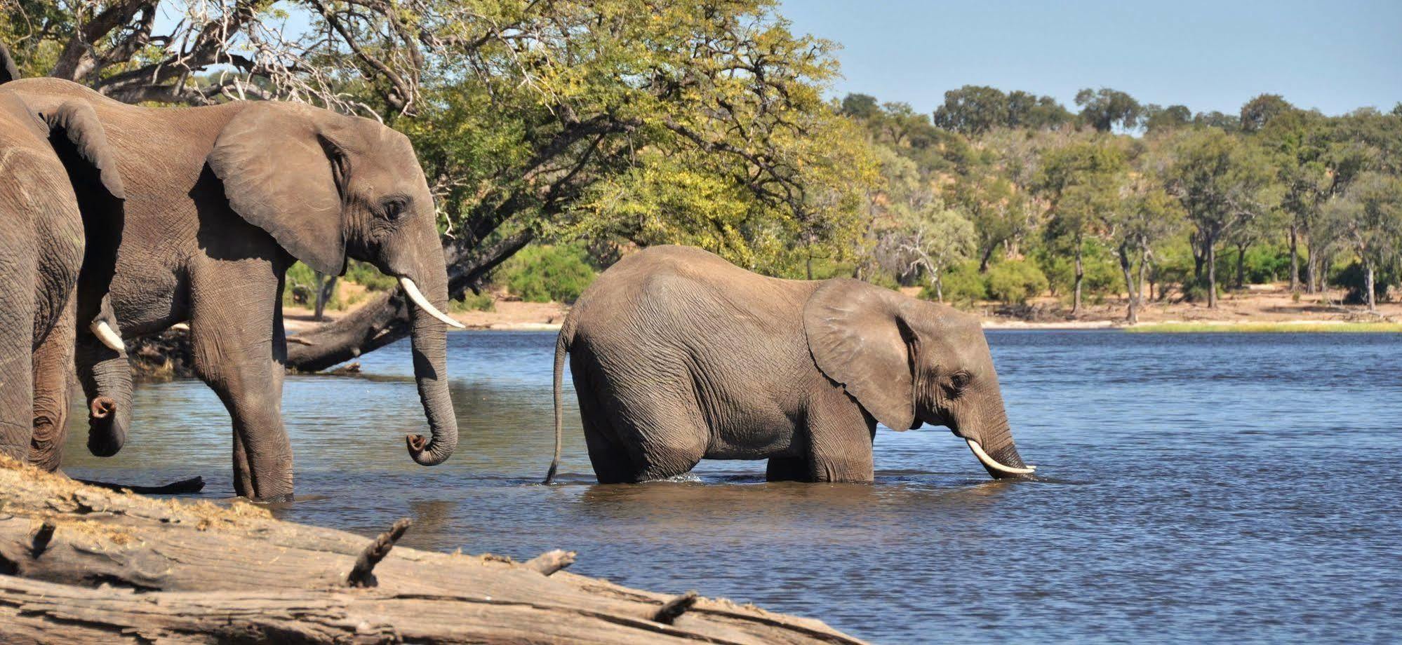 Thebe River Safaris كاسان المظهر الخارجي الصورة